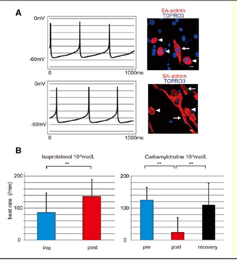 Beating Brown Adipose Tissue Bat Derived Cells Have Several Features