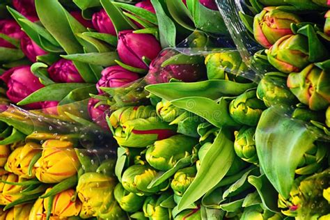 Colorful Spring Large Bunches of Tulips Lying on a Market Stall Stock Image - Image of botany ...