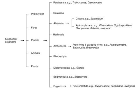 Kingdom Protista Classification Chart