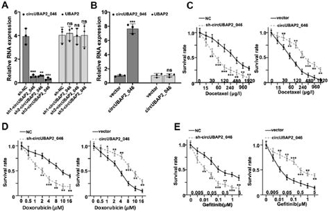 A Rt Pcr Detection Of Circubap2046 And Ubap2 Expression Level In