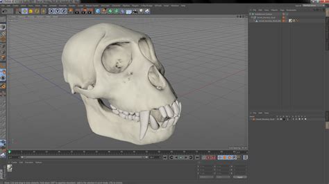 Vervet Monkey Skull 3d Model 44 3ds Blend C4d Fbx Max Ma Lxo