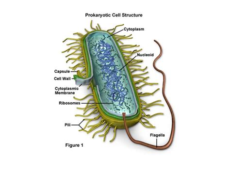 ShowMe - prokaryote