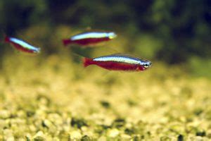 Tetra Cardenal Paracheirodon AxelrodiFicha Acuarios Rtules