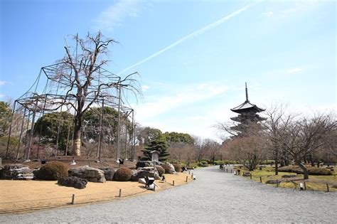 hideyoshi tanimoto dashboard toji    traditional temple