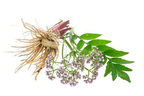 Botanicals Diese Pflanzen können eine gesunde Ernährung ergänzen