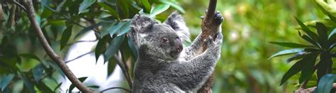 15 Koala Quotes About The Sleepy Marsupials