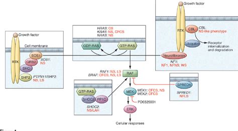 Figure 1 from RAS signaling pathway mutations and hypertrophic ...