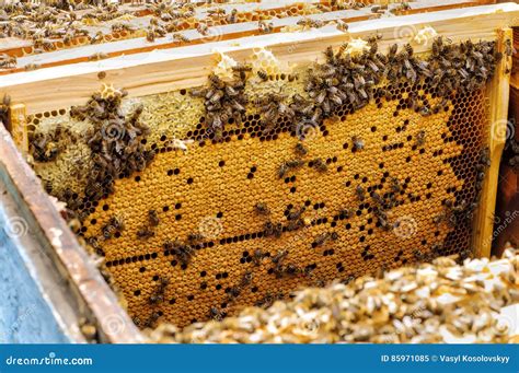 Bienenlarven Im Bienenstock Auf Einer Bienenwabe Bienenstock Stockbild