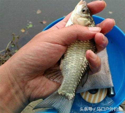 野釣鯽魚用什麼打窩誘魚最快？細說顆粒和酒米的利和弊 每日頭條