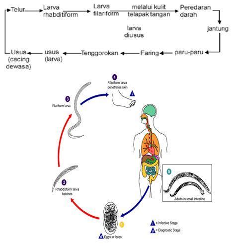 Detail Skema Daur Hidup Fasciola Hepatica Koleksi Nomer