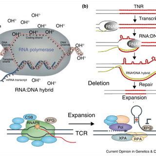 (a) A schematic representation of an RNA–DNA hybrid and its role in ...