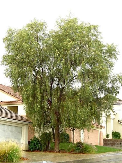 Acacia Stenophylla Shoestring Acacia Has Evergreen Foliage Height 20