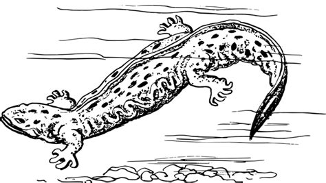 Amphibian Coloring Pages Cswd