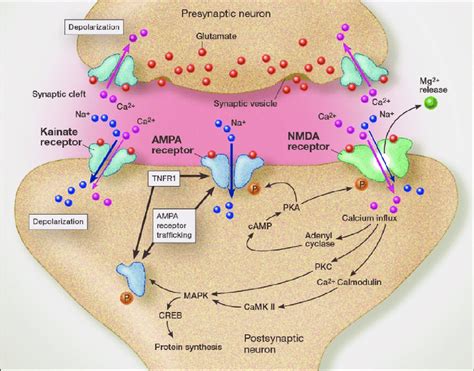 Glutamate Receptors With Trafficking Of Calcium Permeable Ampa