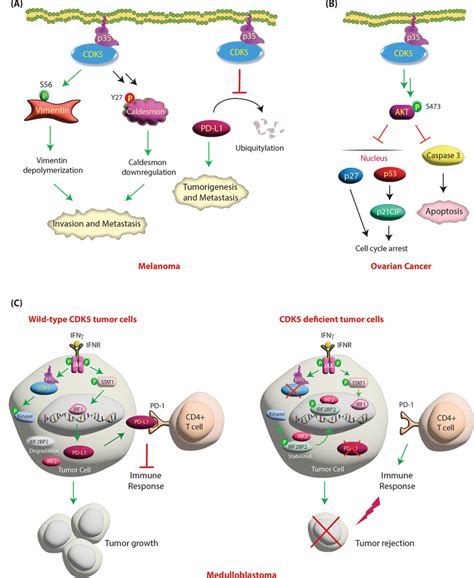 A Regulation Of Melanoma By Cdk P Signaling Cdk Regulates Cell