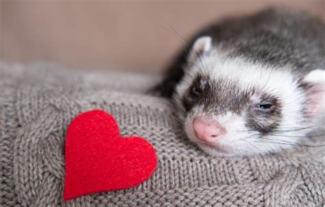 Premium Photo | Grayblack sable ferret with a heart domestic ferret ...