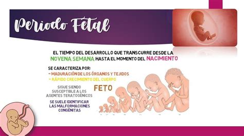 Periodo Fetal Medicina Óptima uDocz