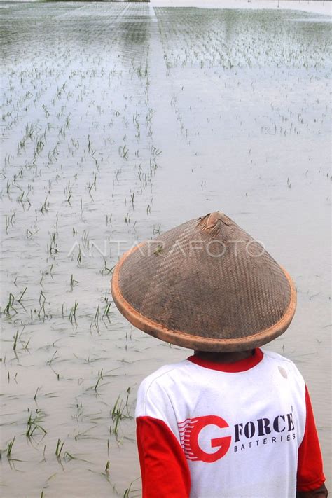 Lahan Pertanian Padi Terendam Banjir Antara Foto