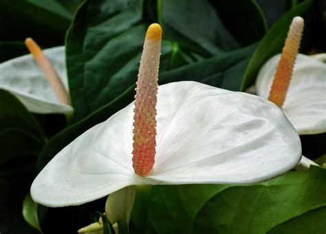 anthurium flowers white  photo  pixabay pixabay
