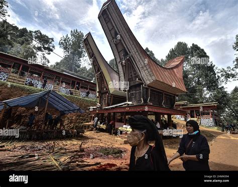 Los Ind Genas De Toraja En Sulawesi Del Sur Llevan A Cabo Una