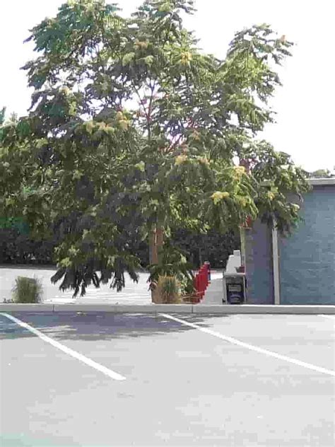 mimosa tree  beautiful addition   garden natures zone