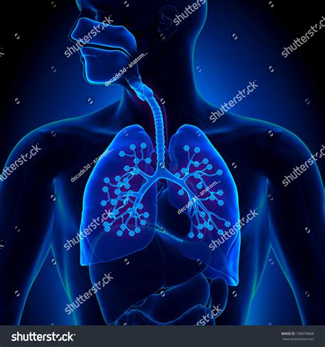 Lung Alveoli Diagram