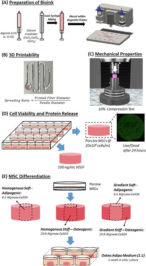 Experimental Setup A Schematic Of The Preparation Of The Bioinks For