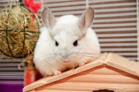 Chinchilla Breeds, Types & Colors | Pet Comments