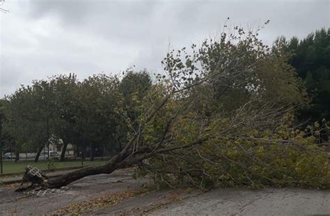 Maltempo A Senigallia Strage Di Alberi Per Il Vento Che Ha Spazzato La