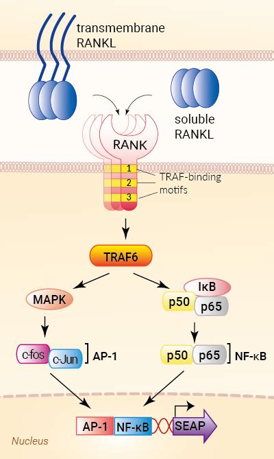 Rankl Signaling Pathway