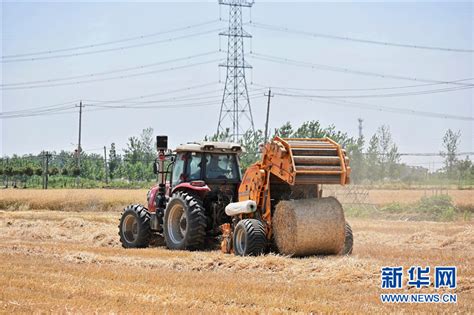 風吹麥浪遍地黃 顆粒歸倉豐收忙新華網