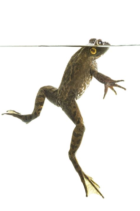 American bullfrog | FWS.gov