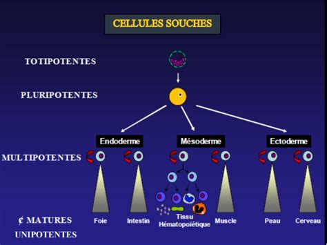 Cellule Souche Totipotente My Stidia