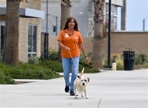 OC Animal Care may add more walk-in shelter hours amid advocate ...