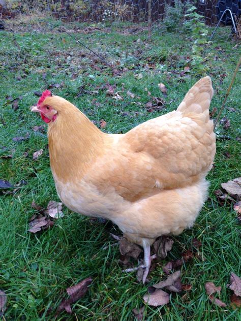 Orpingtons or buff Plymouth rock | BackYard Chickens - Learn How to ...