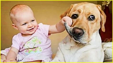 Cute Babies Playing With Pets Compilation Funny Baby And Pet Videos