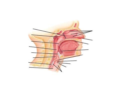 Nasal cavity diagram Quiz