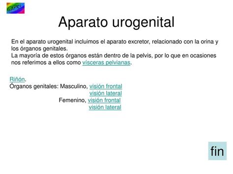 Introducci N Aparato Genitourinario Anatom A Urogenital Udocz