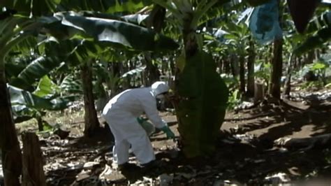 Affaire du chlordécone des alertes sanitaires existaient depuis les