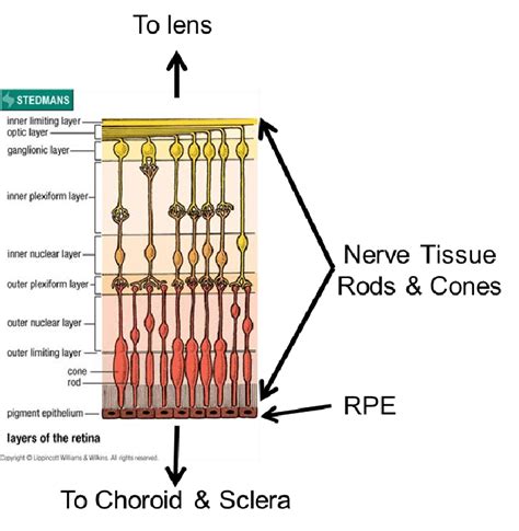 10 Layers Of Retina