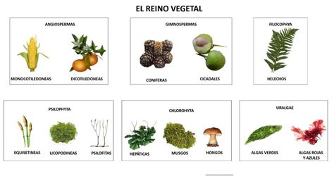 Reinos De La Naturaleza Reino Vegetal