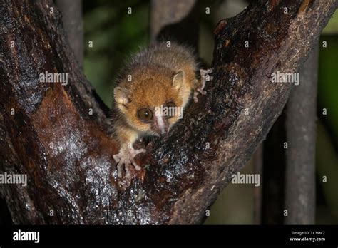 Brown Mouse Lemur Microcebus Rufus In Tree Ranomafana National Park