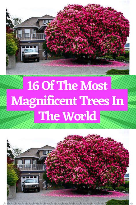 Of The Most Magnificent Trees In The World Artofit