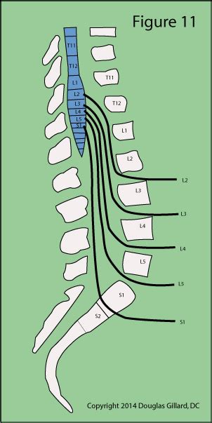 Spinal Nerve Roots Diagram