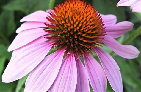 Echinacea Per Le Difese Immunitarie E I Malesseri Di Stagione Cure