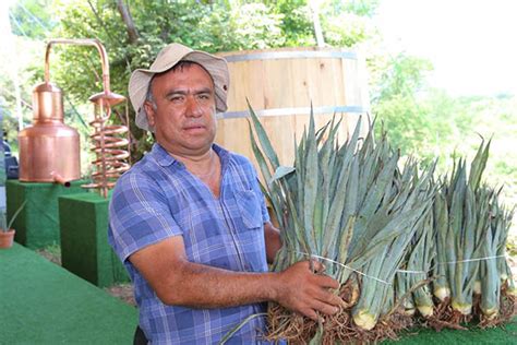 Se favorece la producción de mezcal en Puebla El Gobernante