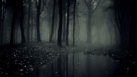 10 Top Dark Forest Wallpaper 1080p Full Hd 1920×1080 For Pc Desktop 2024