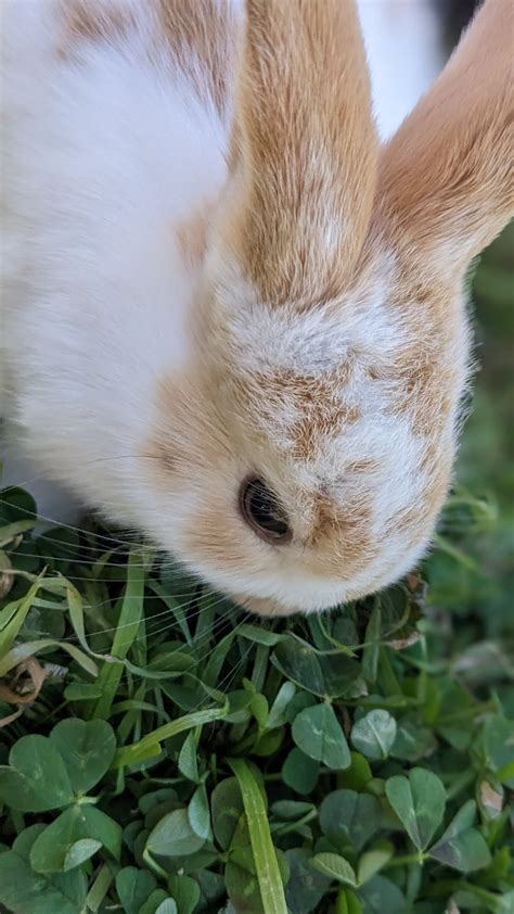 Holland Lop And Holland Lop Mixes Rabbits For Sale