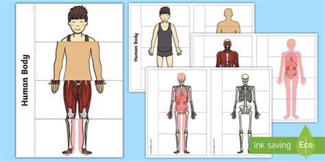 Diagram Of Layers Of The Skin Twinkl Blog Twinkl