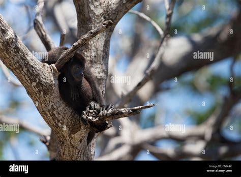 Mono Aullador Negro Alouatta Caraya En Clave Maya En Roatán Honduras